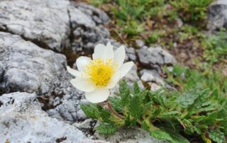 Vodena gozdna terapija